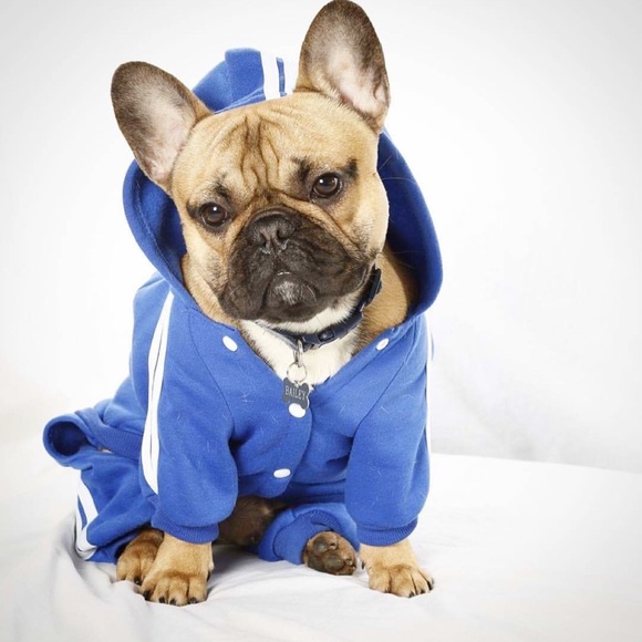 Adidog Royal Blue Tracksuit - Picture 1 of 8